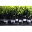 3266550132333-Avery - 420 Étiquettes ultra résistantes blanches - 63,5 x 38,1 mm - Impression laser - réf L7060-20--1